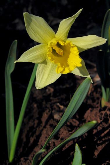 Narcissus3