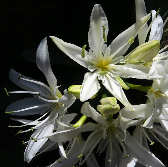 Pancratium3