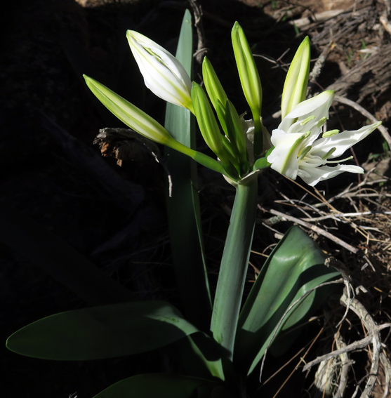 Pancratium1