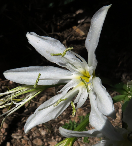 Pancratium5