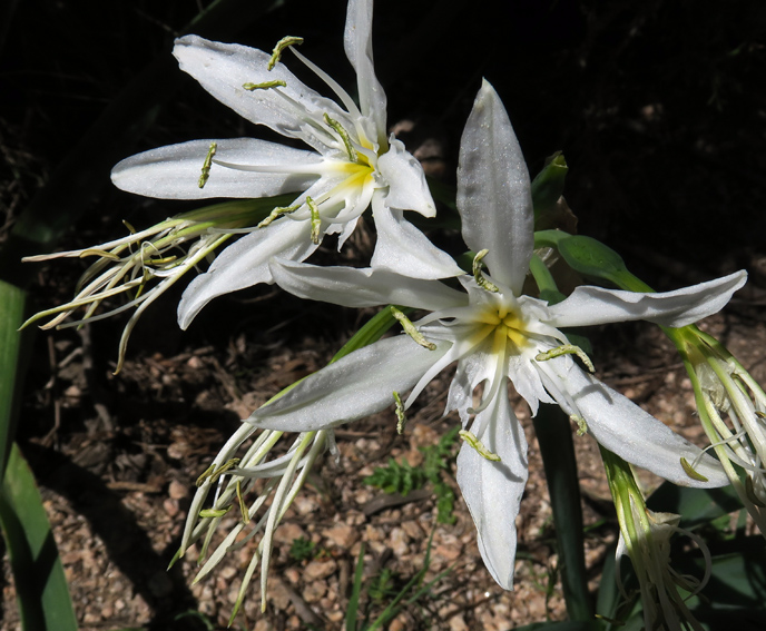 Pancratium4