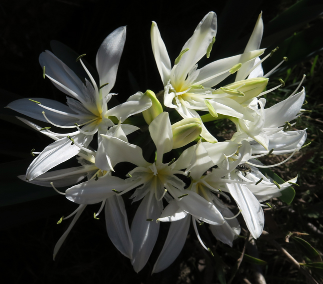 Pancratium2