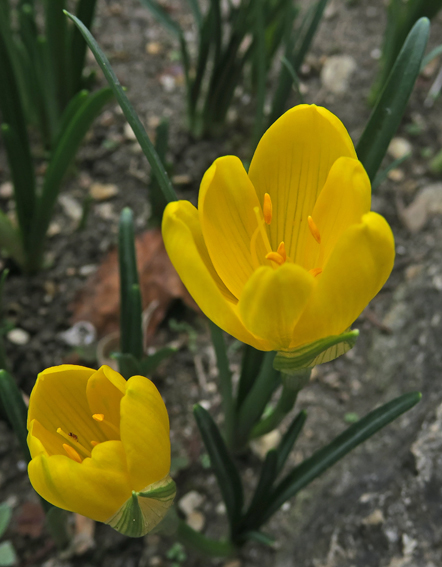 Sternbergia1