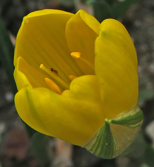 Sternbergia2