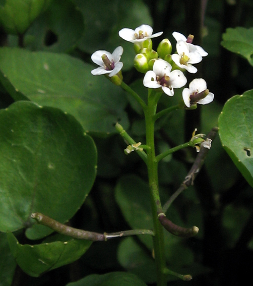 Nasturtium3