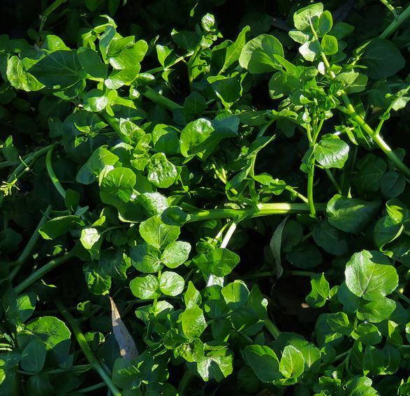 Nasturtium6