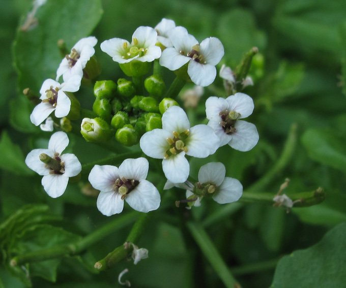 Nasturtium2a