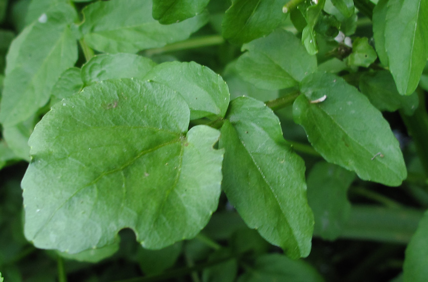 Nasturtium1b