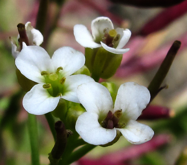 Nasturtium4