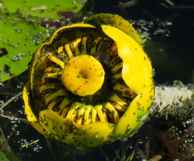 Nuphar3a