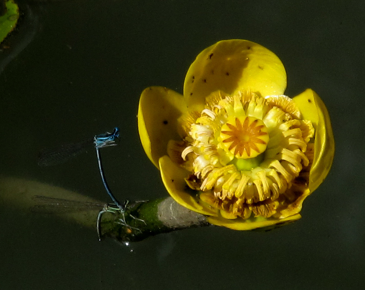 Nuphar3b