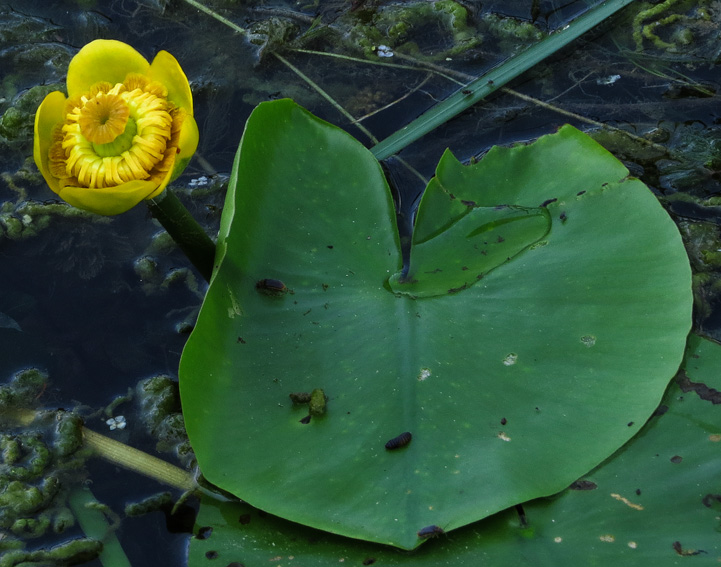 Nuphar5