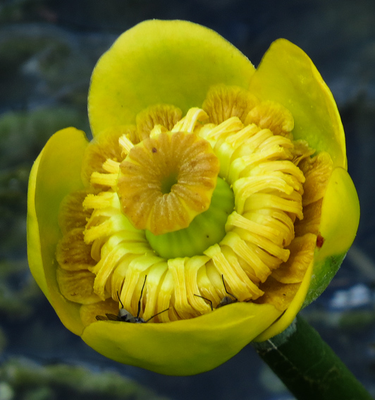 Nuphar6