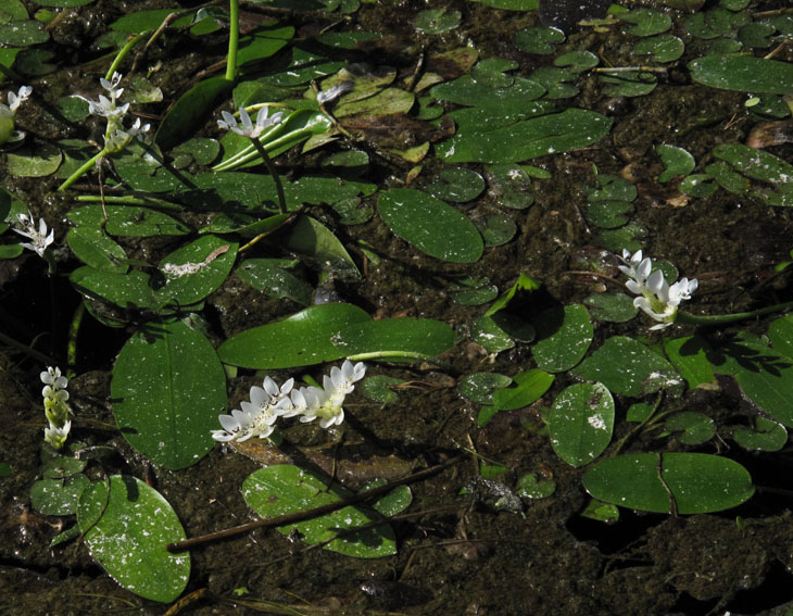 Aponogeton1