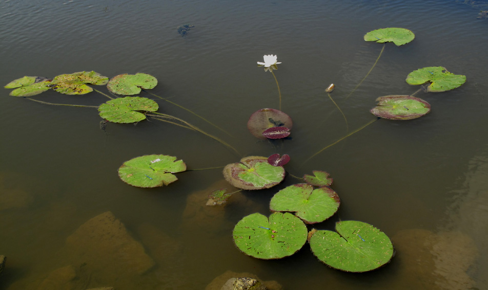 Nymphaea1