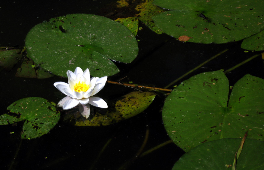 Nymphaea3