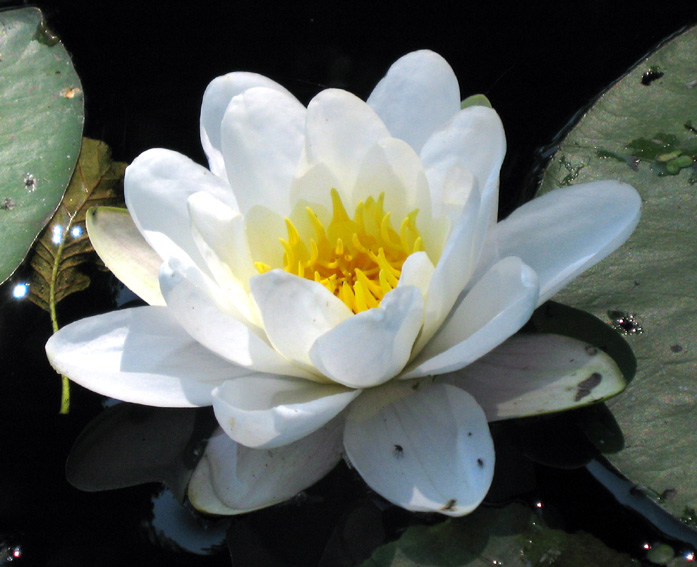 Nymphaea4