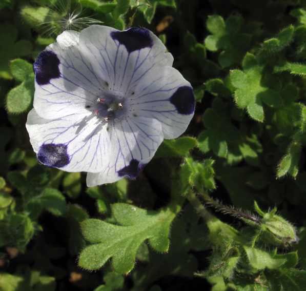 Nemophila1