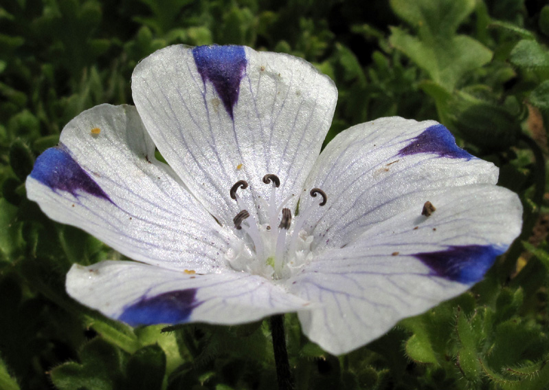 Nemophila2