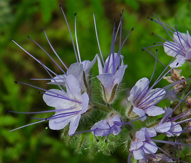 Phacelia2