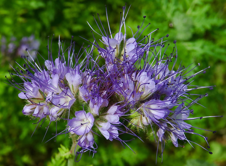 Phacelia1