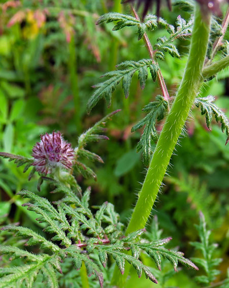 Phacelia5