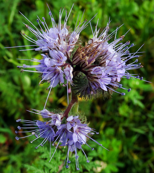 Phacelia6