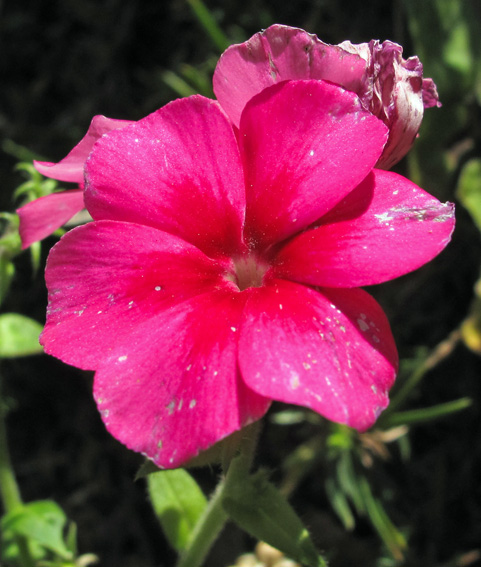 Phlox5