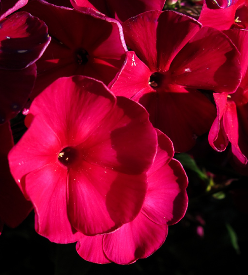 Phlox2