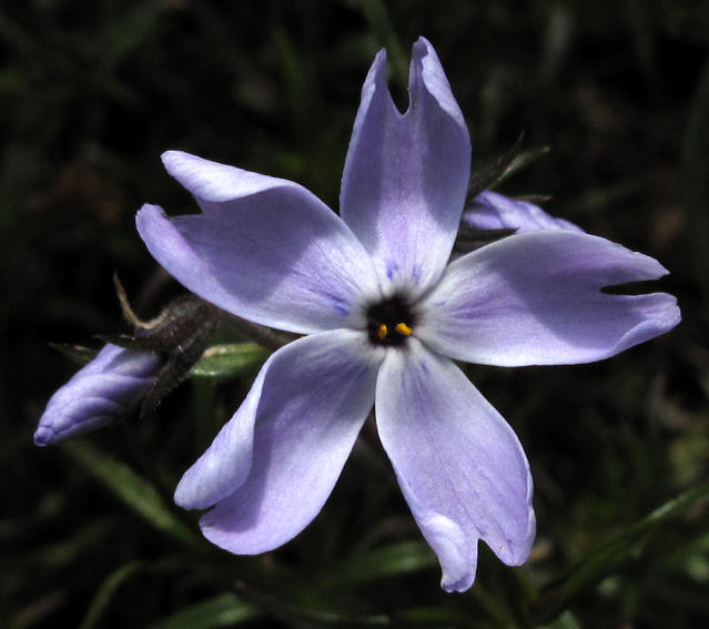 Phlox3