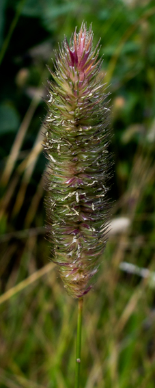 Phleum9