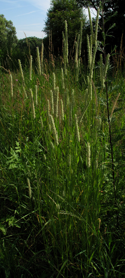 Phleum1