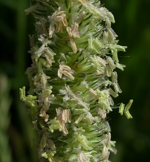 Phleum4