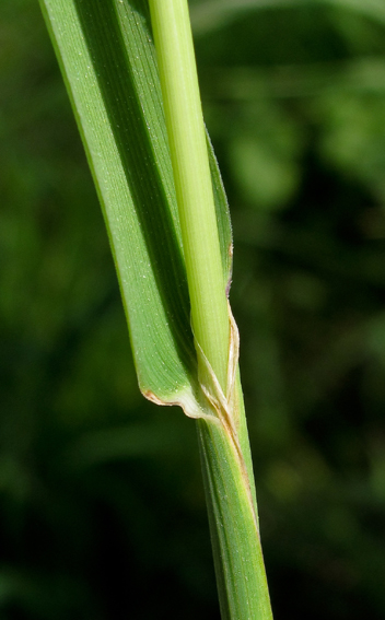 Phleum2