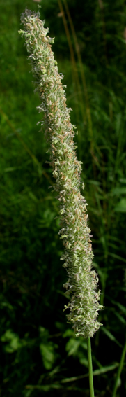 Phleum3