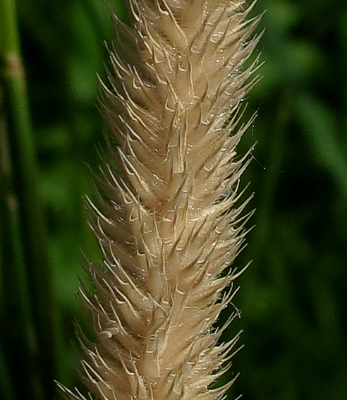 Phleum6