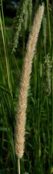 Phleum5