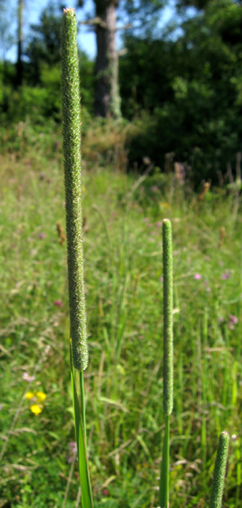 Phleum7