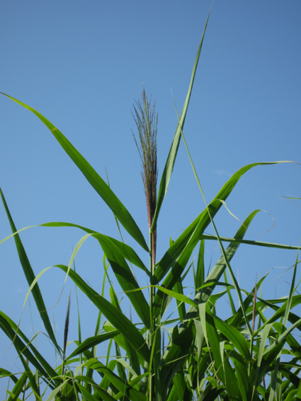 Phragmites2