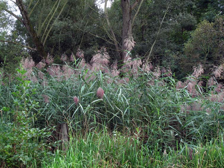 Phragmites2