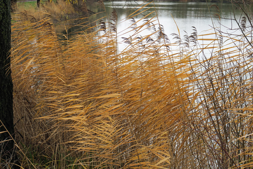 Phragmites8