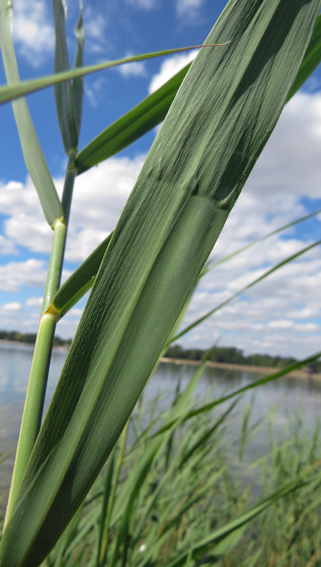 Phragmites6