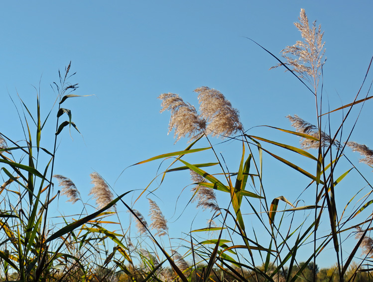 Phragmites4a