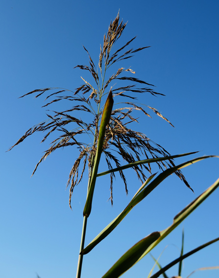 Phragmites7