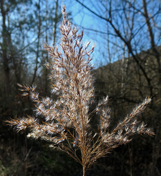 Phragmites5