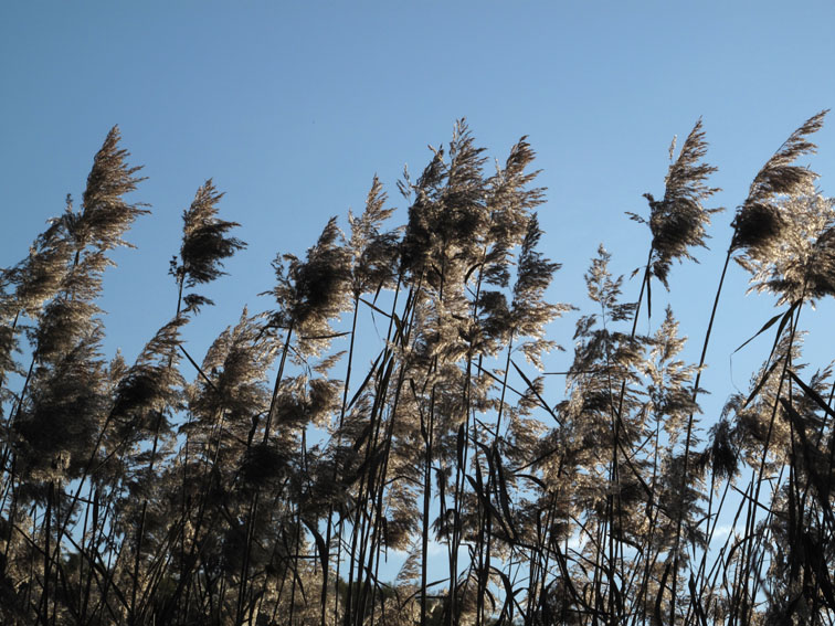 Phragmites4