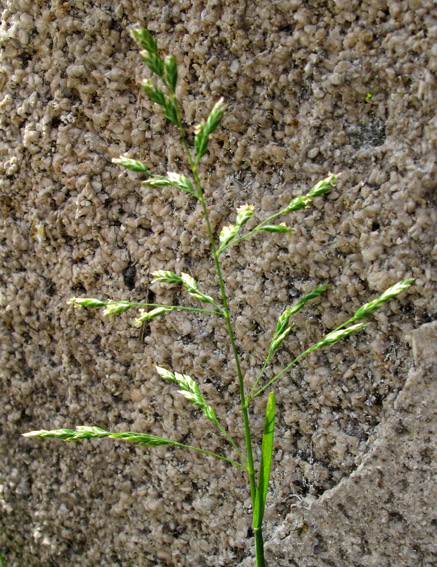 Poa10a