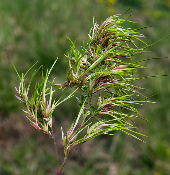 Poa13