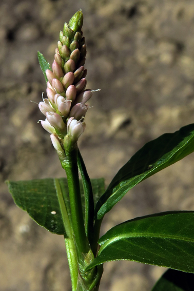 Polygonum4d