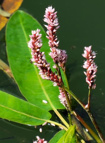 Polygonum1